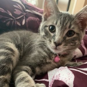 Meet your Posher, Saira